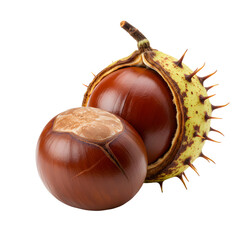 Ripe chestnuts emerging from prickly shell on transparent background