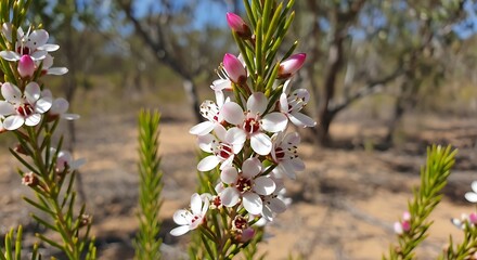 White Flowers Blooming in Bush.