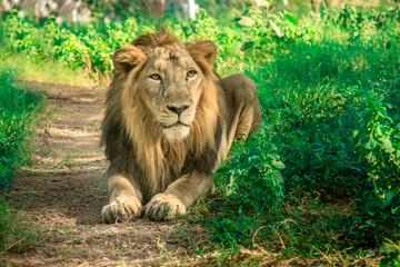 Lion in Open Moat in Zoo