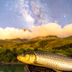 Fish caught under a night sky. Milky way