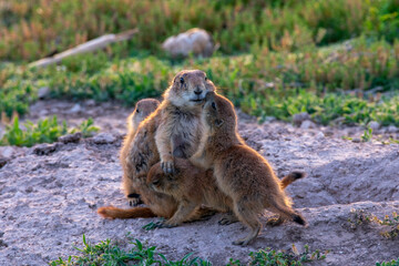 Obraz premium Prairie Dog mom and babies hugging