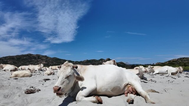 view of cows at Berchida beach south of Siniscola, in the Baronie territory on the east coast of the island of Sardinia, known as one of the most beautiful beaches in the Mediterranean
