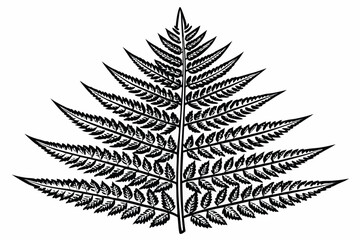 Naklejka premium Black and white illustration of a detailed fern frond leaf plant