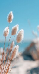 Fototapeta premium Fluffy grasses against a clear sky