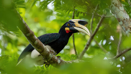 Obraz premium Captivating Wildlife Portrait of a Wrinkled Hornbill Perched Amidst Lush Greenery in a Tropical Rainforest, Showcasing its Unique Bill and Striking Plumage
