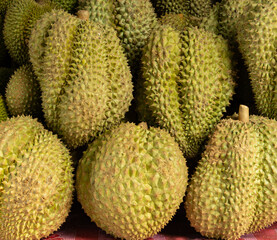 A bunch of green durians with a lot of spikes