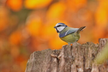 Wildlife scene with a cute blue tit. Cyanistes caeruleus. A cute titmouse sits on a tree stump. 