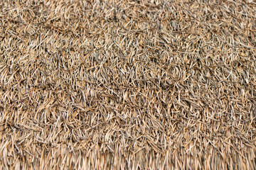 A close up of a brown and tan grassy area