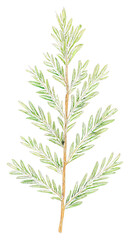 Naklejka premium PNG A christmas oat tree branch illustration plant leaf.