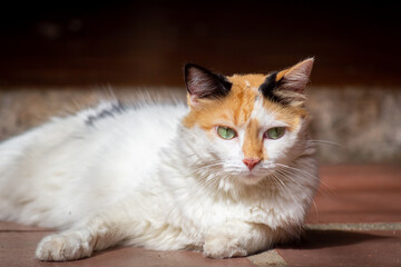 Tricolor cat with green eyes lying on the floor. 
