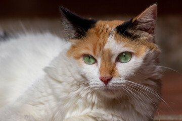 Tricolor cat with green eyes lying on the floor. 