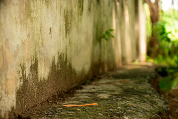 Single Leaf on Mossy Stone Path Beside Old Wall, Old wall surfaces and empty spaces.