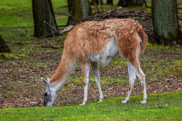 Guanaco Lama Guanicoe