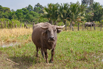 Water Buffalo In Cambodia Countryside
