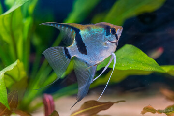 Freshwater Angelfish Pterophyllum Scalare Fish