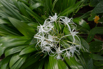 Green-tinge Spiderlily Hymenocallis Speciosa