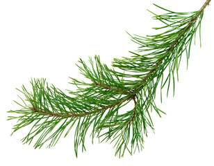 Fresh green pine branch isolated on white, perfect for Christmas decor, invitations, and seasonal...