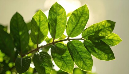Glossy Green Leaves Backlit By Sunlight