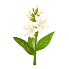 Flat 2D Tuberose Flower illustration, vector graphic in icon style, on white background