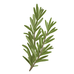 Flat 2D Rosemary illustration, vector graphic in icon style, on white background