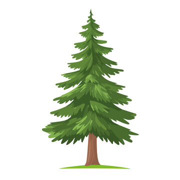 Pine Tree, flat style 2D vector image, isolated on a white background