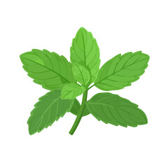 2D flat vector illustration of a Wild Mint in icon style, isolated on white background