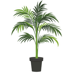 2D flat vector illustration of a Palm Plant in icon style, isolated on white background