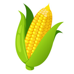 corn on a white background