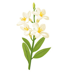 Tuberose Flower, flat style 2D vector image, isolated on a white background