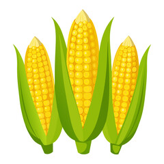 corn isolated on white