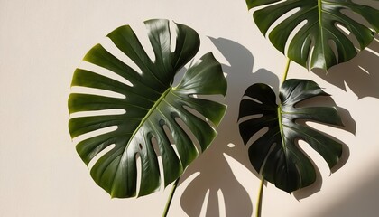 Fototapeta premium Monstera Leaf with Shadow on Plaster Wall