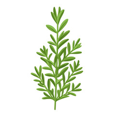 Rosemary, flat style 2D vector image, isolated on a white background