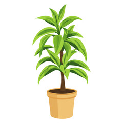 Song Of India Dracaena, flat style 2D vector image, isolated on a white background