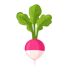 Radish, flat style 2D vector image, isolated on a white background