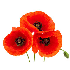 Obraz premium Poppy flowers isolated on transparent background red poppy flower isolated photo PNG image detailed and vivid floral photography nature close-up springtime illustration