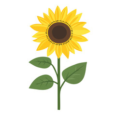 Fototapeta premium Flat 2D Wild Sunflower illustration, vector graphic in icon style, on white background