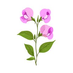 Fototapeta premium Minimal flat vector of a Sweet Pea Flower, 2D icon-style illustration on white background