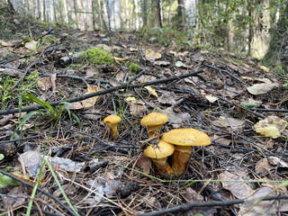 Spider Web in Forest Grass in Sunlight &ndash; Close-Up of Dewy Web Sparkling in Morning Rays of Sun Outdoors in Nature