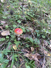 Spider Web in Forest Grass in Sunlight &ndash; Close-Up of Dewy Web Sparkling in Morning Rays of Sun Outdoors in Nature
