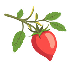 Minimal flat vector of a Rosehip, 2D icon-style illustration on white background
