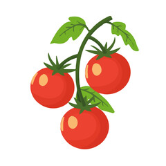 2D flat vector illustration of a Tomato Vine in icon style, isolated on white background