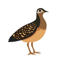 Flat 2D Woodcock illustration, vector graphic in icon style, on white background