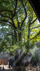 sunshine through the tree