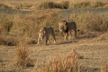 Big lion lying on savannah grass. Landscape with characteristic trees on the plain and hills in the...