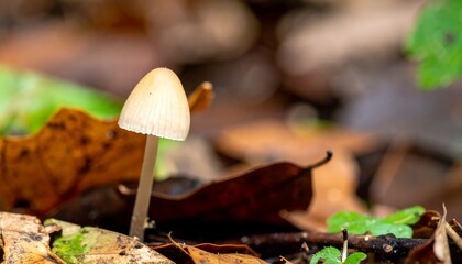 Small, pale mushroom amidst autumn leaves