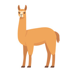 Llama, flat style 2D vector image, isolated on a white background