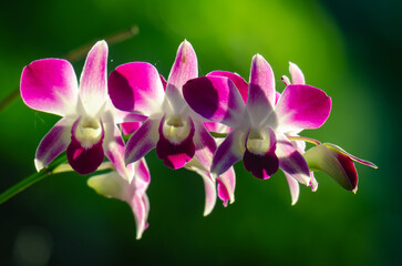 Purple and white Cooktown orchid flowers, green background, sunlight shot, close up of blooming,...