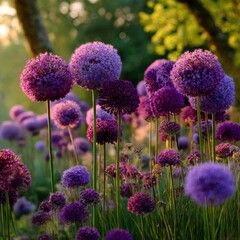 Obraz premium Purple allium globes in garden