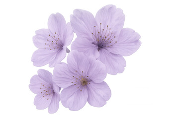 Fototapeta premium Four delicate purple cherry blossoms isolated on a transparent background, perfect for spring designs