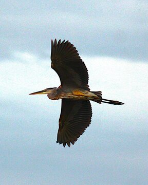 great blue heron in flight